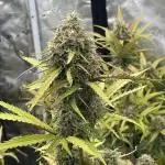 Mimosa bruce banner XL Auto