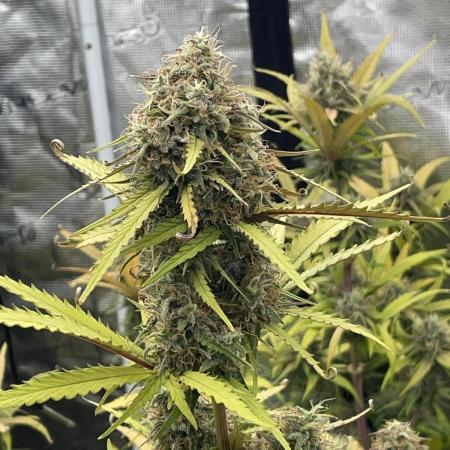 Mimosa bruce banner XL Auto