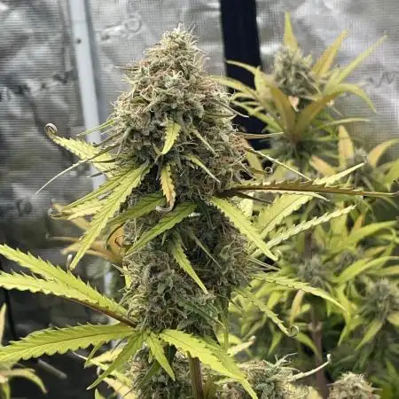 Mimosa bruce banner XL Auto