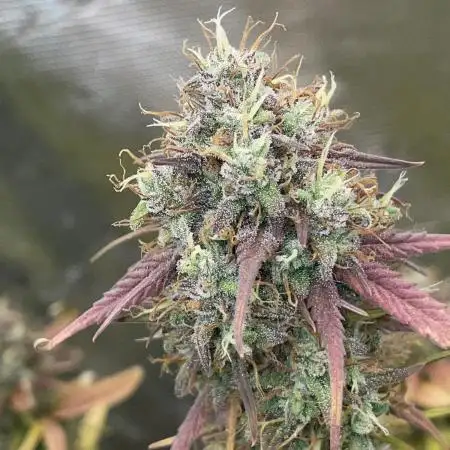 Mimosa bruce banner XL Auto