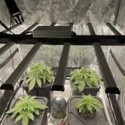 DWC Permanent Jealousy XL Auto