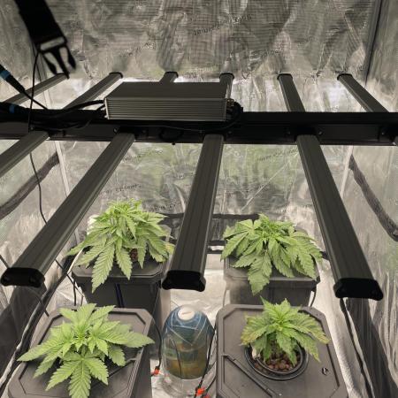 DWC Permanent Jealousy XL Auto