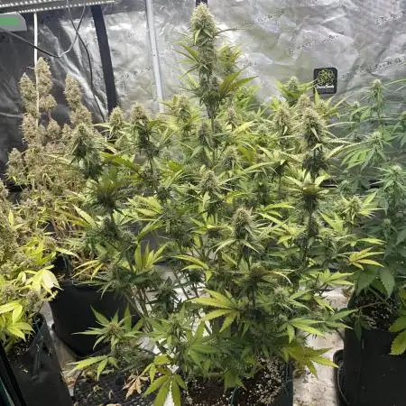 Mimosa bruce banner XL Auto