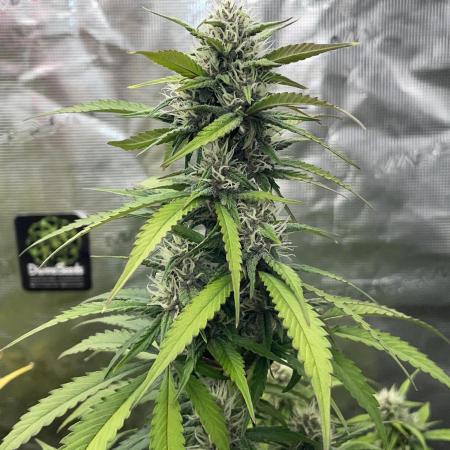 Dark Lemonade Auto