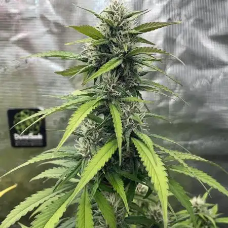 Dark Lemonade Auto