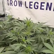 Guava Sundae Auto