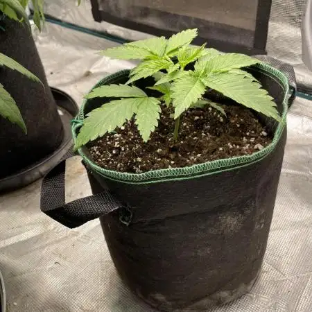 SSSC Tester fastflower A