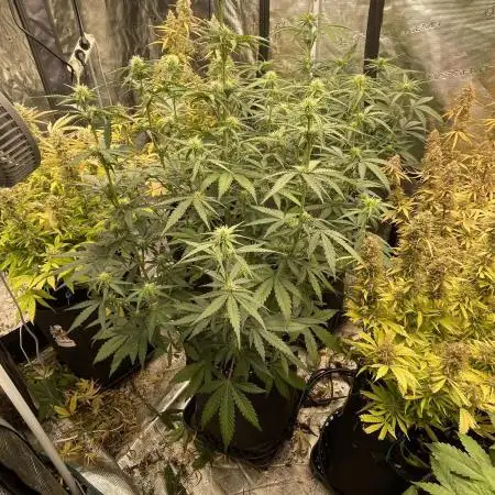Mimosa bruce banner XL Auto