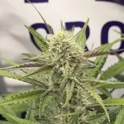 Guava Runtz Auto