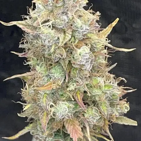 Fractal Auto