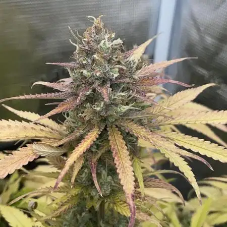 Black Opium Auto