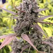 Strawberry Gorilla RF3 Auto