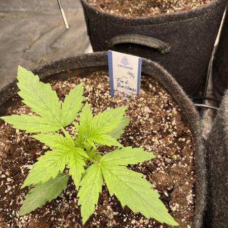 Fat Bastard Auto