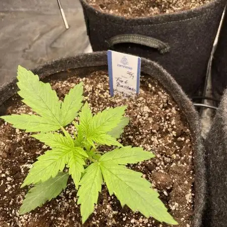 Fat Bastard Auto