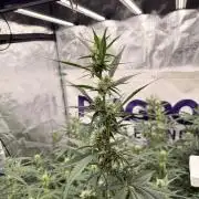 Strawberry Gorilla RF3 Auto