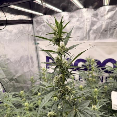 Strawberry Gorilla RF3 Auto