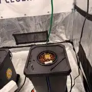 Studio 54 Stardust Auto DWC