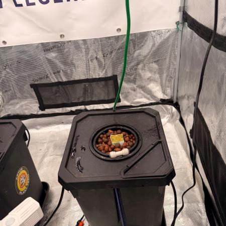 Studio 54 Stardust Auto DWC