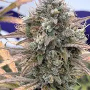 Guava Sundae Auto