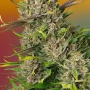 DWC Papaya Zoap Auto