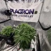 Pineapple Slush XL Auto DWC
