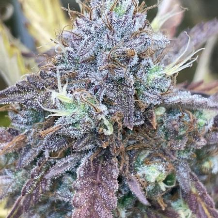 Fat Bastard Auto
