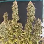 Black Opium Auto