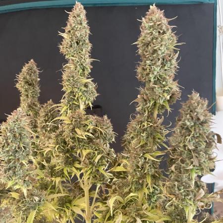 Black Opium Auto