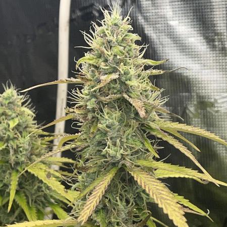 Fractal Auto