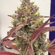 Guava Sundae Auto