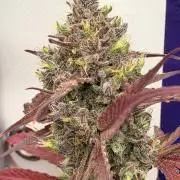 Guava Sundae Auto