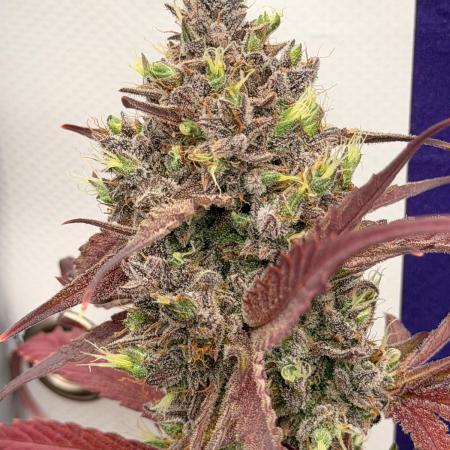 Guava Sundae Auto