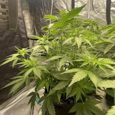 Fat Bastard Auto