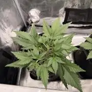 Guava Runtz Auto