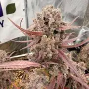 Strawberry Gorilla RF3 Auto