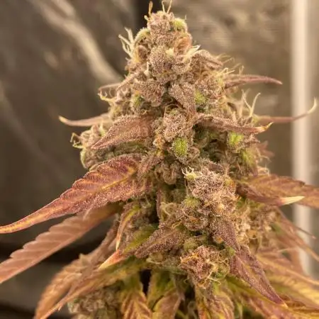 Dark Lemonade Auto
