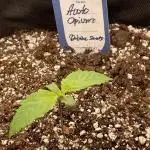 Opium Auto