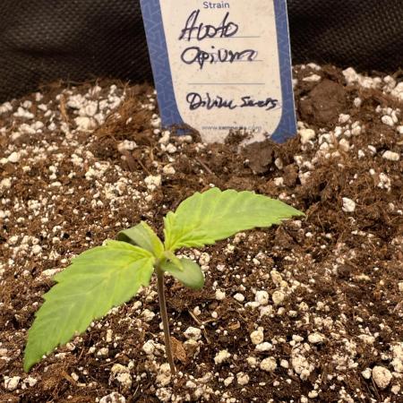 Opium Auto