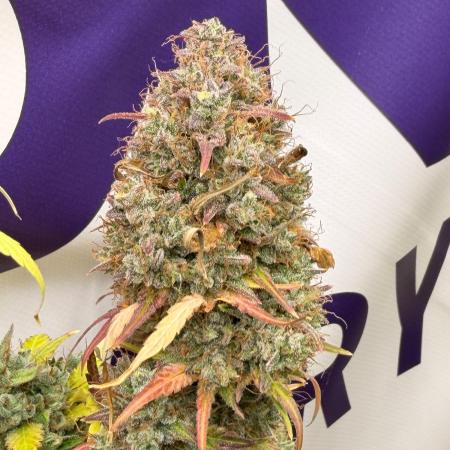 Guava Runtz Auto