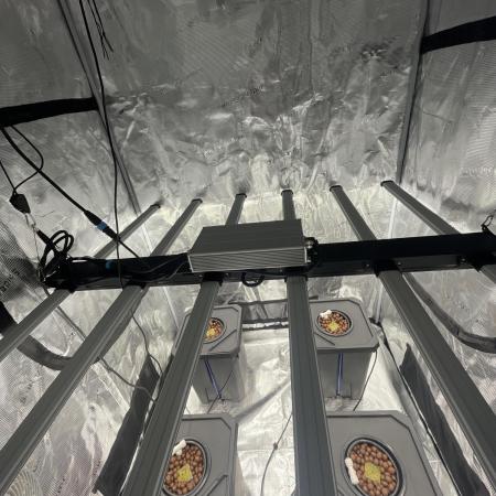 DWC Permanent Jealousy XL Auto