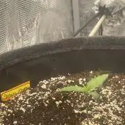 Guava Runtz Auto