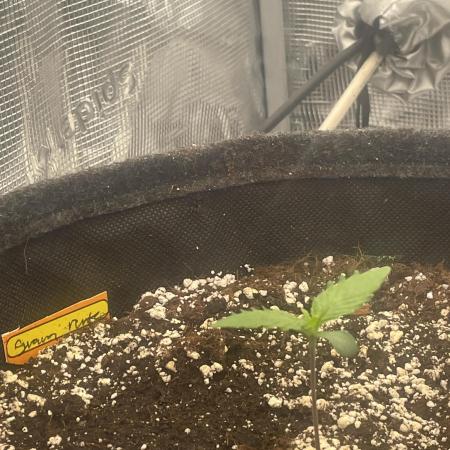 Guava Runtz Auto