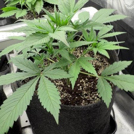 Strawberry Gorilla RF3 Auto
