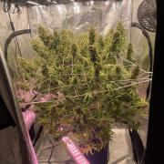 DWC Permanent Jealousy XL auto (Monster)
