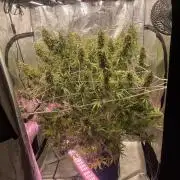 DWC Permanent Jealousy XL auto (Monster)