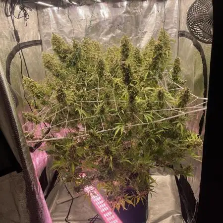 DWC Permanent Jealousy XL auto (Monster)