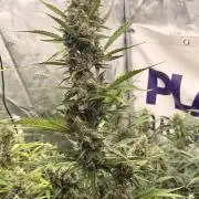 Strawberry Gorilla RF3 Auto