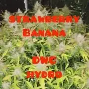 🏆 [DWC] Strawberry banana auto