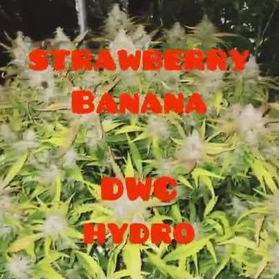 🏆 [DWC] Strawberry banana auto
