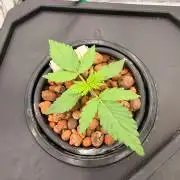 Studio 54 Stardust Auto DWC